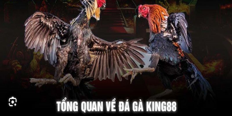 Đá gà kịch tính 